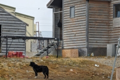 Nunavut, King William Island -  Gjoa Haven & dog