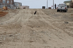 Nunavut, King William Island - Gjoa Haven - Lonely dog