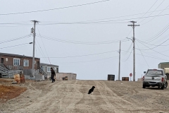 Nunavut, King William Island - Gjoa Haven - Lonely dog