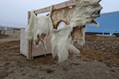 Nunavut, King William Island - Gjoa Haven - Polar Bear Hide