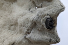 Nunavut, King William Island - Gjoa Haven - Polar Bear Hide