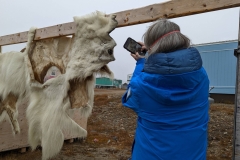 Nunavut, King William Island - Gjoa  Haven - Polar Bear Hide - Kathleen