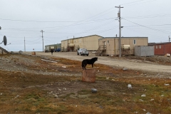 Nunavut, King William Island - Gjoa Haven - Dog on Pedestal