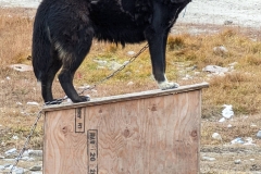 Nunavut, King William Island - Gjoa Haven - Dog on Pedestal