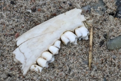 Nunavut, King William Island - Gjoa Haven - Path find