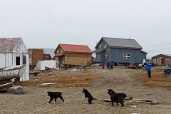 Nunavut, King William Island - Gjoa Haven - Kathleen & dogs