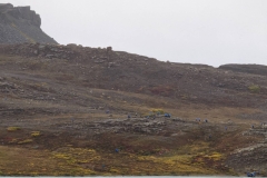 Nunavut, Port Epworth - Tundra flowers & plants