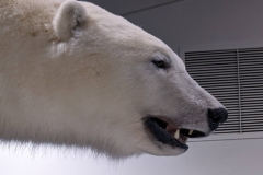 Northwest Territories (NT), Yellowknife Airport - Polar Bear Display