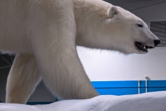 Northwest Territories (NT) - Yellowknife Airport - Polar Bear Display
