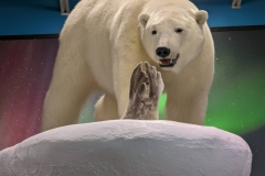 Northwest Territories (NT) - Yellowknife Airport - Polar Bear Display
