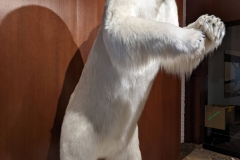 Northwest Territories (NT), Yellowknife - The Explorer Hotel - Lobby, Polar Bear