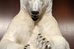 Northwest Territories (NT), Yellowknife - The Explorer Hotel - Polar Bear Display