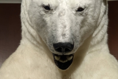 Northwest Territories (NT), Yellowknife - The Explorer Hotel - Polar Bear Display