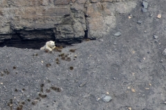 Steven Rose’s photo of a Polar Bear