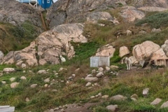 Greenland, Sisimiut - 3 Sled dogs