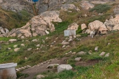 Greenland, Sisimiut - 3 Sled dogs