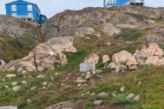 Greenland, Sisimiut - 3 Sled dogs