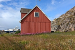 Greenland, Sisimiut - Pink flowers, orange house