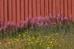Greenland, Sisimiut - Pink & yellow flowers