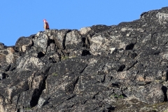 Greenland, Disko Bay - Polar Bear Watch