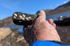Greenland, Disko Bay- Barnacles