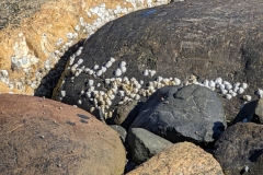 Greenland, Disko Bay -  Barnacles