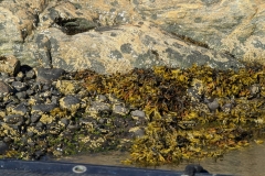 Greenland, Disko Bay - Seaweed @ Shore