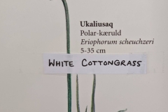 Adventure Canada - Pic of White Cottongrass