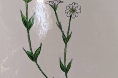 Adventure Canada - Pic of Mouse - Ear Chickweed