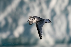 Elliott Bolivar - Bird In flight