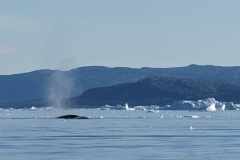 Greenland, IIulissat, Sermeq Kujalleq Glacier - Whales