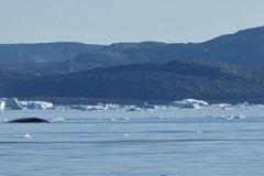 Greenland, IIulissat, Sermeq Kujalleq Glacier -  Whale