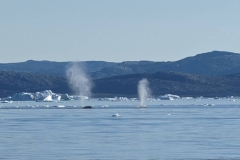 Greenland, IIulissat, Sermeq Kujalleq Glacier - Whales
