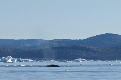 Greenland, IIulissat, Sermeq Kujalleq Glacier - Whale