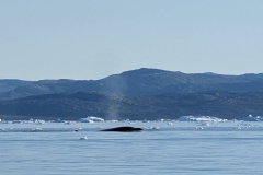 Greenland, IIulissat, Sermeq Kujalleq Glacier -  Whale