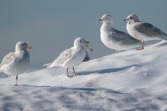 Rose’s Pic - Hardy Birds