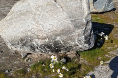 Greenland, IIulissat - Daisies