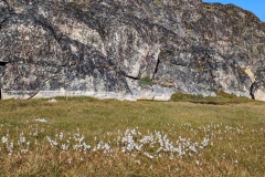 Greenland, IIulissat - White Cottongrass