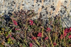 Greenland, IIulissat, Red Flower