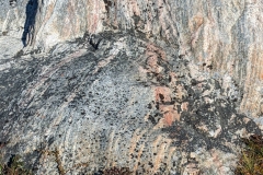 Greenland, IIulissat - Red Flowers & Boulder