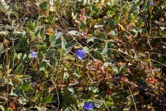 Greenland, IIulissat, Blue Flowers