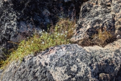 Greenland, IIulissat  -  Flowers among the rocks