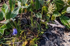 Greenland, IIalissat - Sermeq Kujalleq Glacier & Icefields -  Bluebell’s