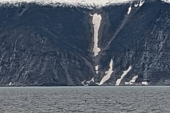 Canada, Nunavut - Baffin Island, Buchan Gulf  - Sperm Whale