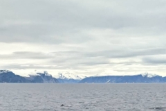 Canada, Nunavut - Baffin Bay, Buchan Gulf - Sperm Whale