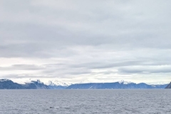 Canada, Nunavut - Baffin Bay, Buchan Gulf - Sperm Whale