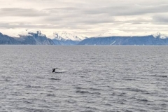 Canada, Nunavut - Baffin Island, Buchan Gulf - Sperm Whale