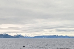 Canada, Nunavut - Baffin Island, Buchan Gulf - Sperm Whale