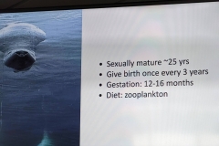 Science Info - Bowhead Whale