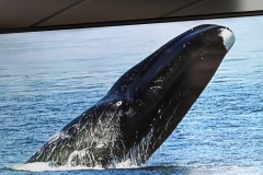 Science Info - Bowhead Whale